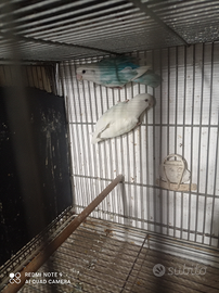 Pappagalli roseicollis