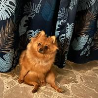 Spitz della Pomerania