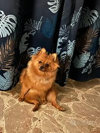 Spitz della Pomerania