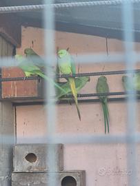 Parrocchetti dal collare