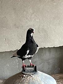 Piccione cravattato italiano