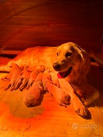 Cuccioli Golden Retriever