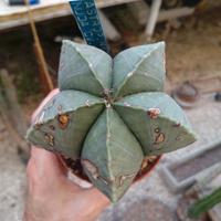 Astrophytum myriostigma cv. Hekiho-gyoku. Cactus 