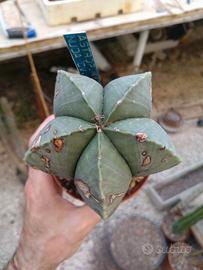 Astrophytum myriostigma cv. Hekiho-gyoku. Cactus 