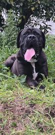 Cane corso