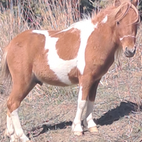 Cavallo/ pony per bambini