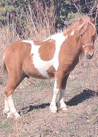 Cavallo/ pony per bambini