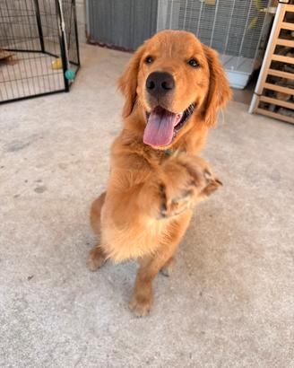 Cucciolo golden retriver puro