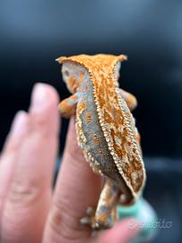 Geco tricolor maschio