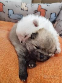 Cuccioli di spitz Volpino Pomerania TOY