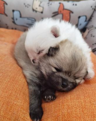 Cuccioli di spitz Volpino Pomerania TOY