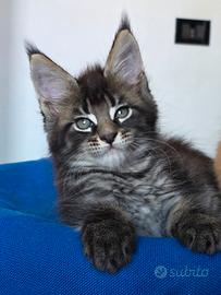 Maine coon