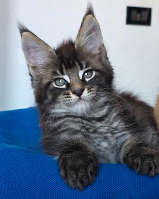 Maine coon