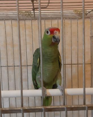 fronte rossa pappagallo 