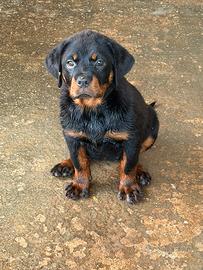 Rottweiler femmina