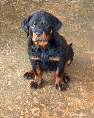 Rottweiler femmina
