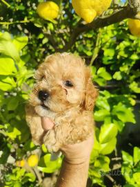 Cuccioli di maltipoo