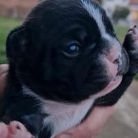 Bulldog francese maschi