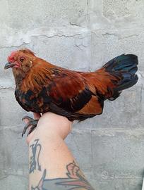 Galline Nane