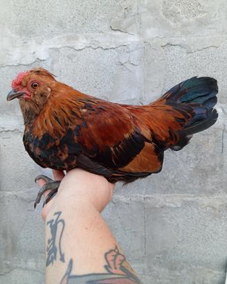 Galline Nane