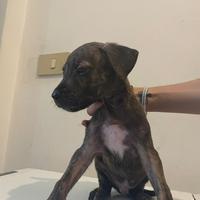 Cuccioli di Amstaff
