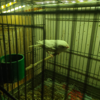 Canarina bianca occhi rossi