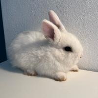 Coniglio nano