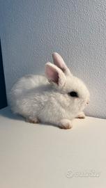 Coniglio nano
