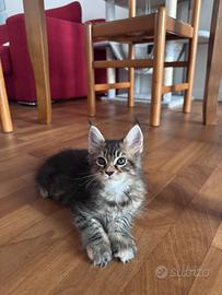 Cucciola femmina di Maine Coon
