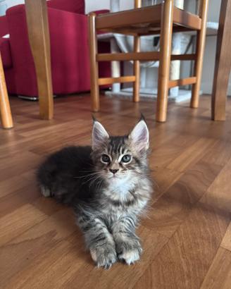 Cucciola femmina di Maine Coon