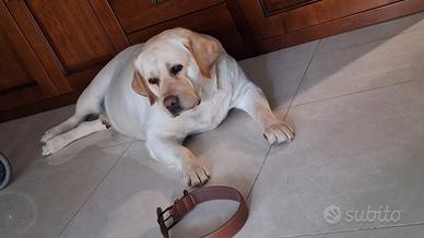 Labrador di 4 anni