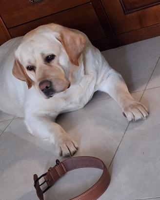 Labrador di 4 anni