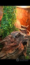 Geco tokay