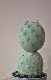 cactus piante grasse  THEPROCACTUS GEOMETRICUS