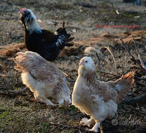 Galline ornamentali faverolles giganti