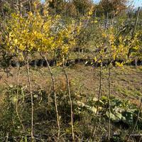 Piante di melograno wonderful