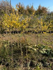 Piante di melograno wonderful