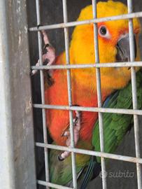 Pappagalli che parlano