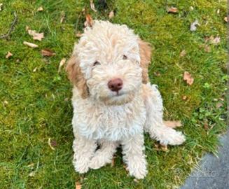 Cucciolo Lagotto romagnolo 3 mesi