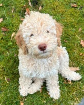 Cucciolo Lagotto romagnolo 3 mesi