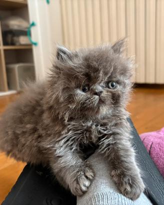 Ultime femmine gattini persiani