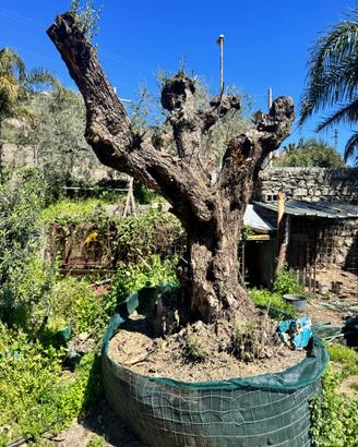 Alberi di ulivo