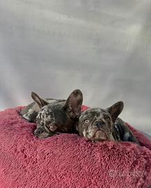 Bulldog Francese - M & F