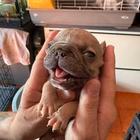 Bulldog francese mini mini toy