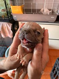 Bulldog francese mini mini toy