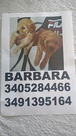 Barboncini Toy , maschio cole albicocca, femmina f