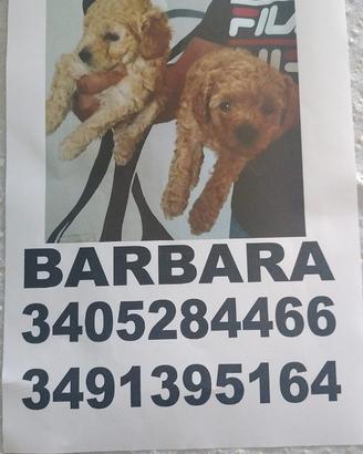 Barboncini Toy , maschio cole albicocca, femmina f