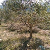 Piante olivo