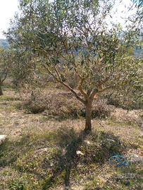 Piante olivo