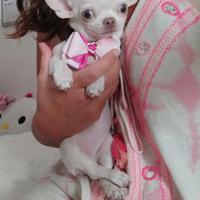 Chihuahua cucciola con pedigree